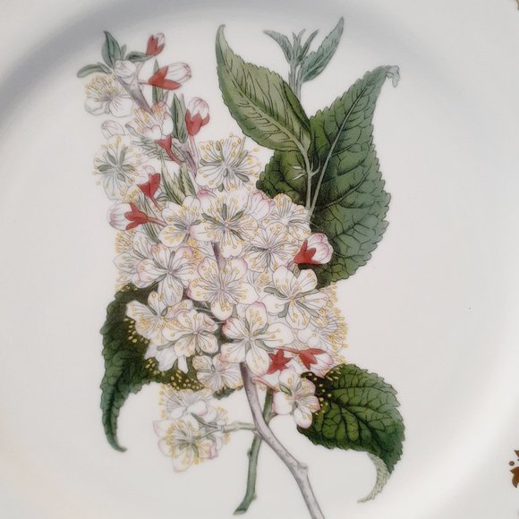 Andrea by Sadek, Golden Botanical by Thomas Curtis 1808 London Plate 10 1/2" - Picture 8 of 9